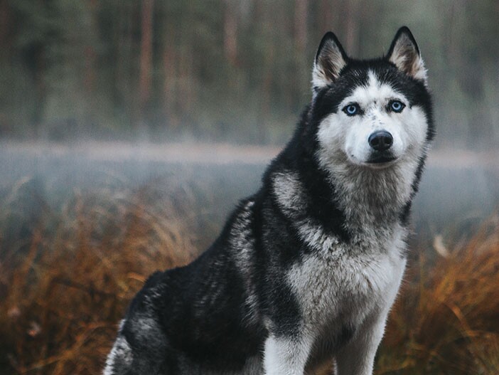 Husky in contemplation