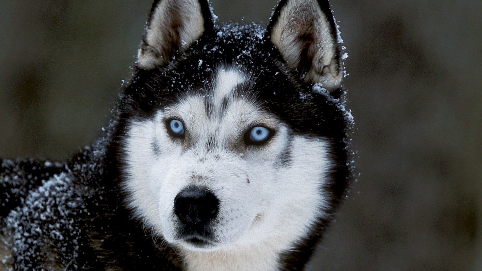 Husky portrait with piercing blue eyes
