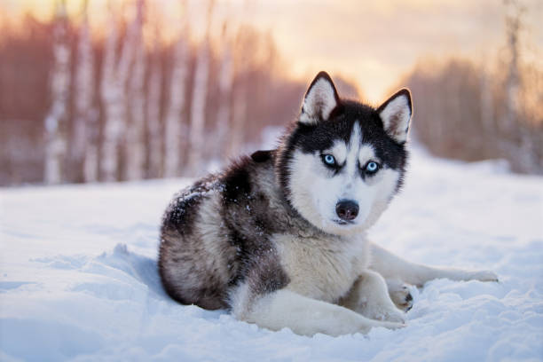 Husky resting in snow at sunset