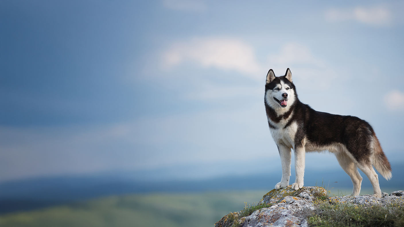 Husky standing triumphant on rocky summit